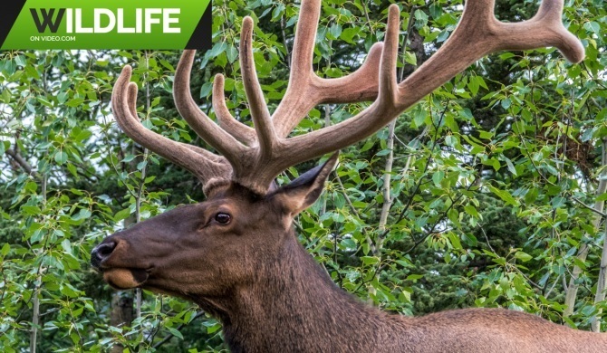 Elk in Canada's Rockies in June Video