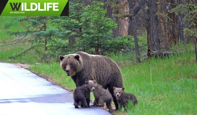 Big Grizzly Bear Mum with 3 Tiny Cubs