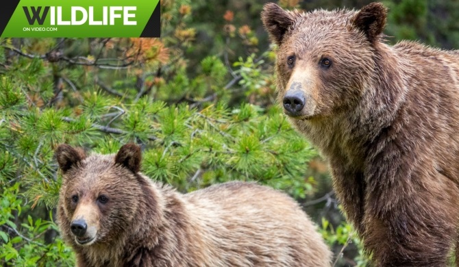 Back Country Grizzly Bear Family 2019